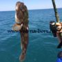 Улов на рыбалке в Анапе