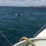 дельфины в Анапе